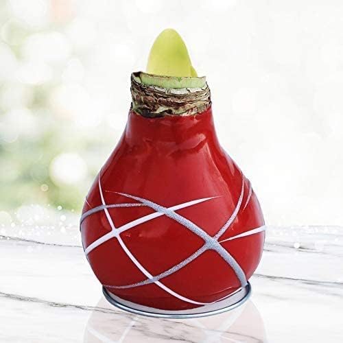Red Picasso Base Waxed Intokazi Amaryllis Flower Bulb with Stand | Real Blooming Indoor Flowers | No Water Needed