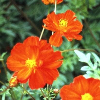 Eden Brothers Sulphur Cosmos Seeds - Crest Red
