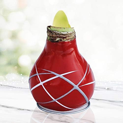 Red Picasso Base Waxed Amaryllis Flower Bulb with Stand | Real Blooming Indoor Flowers | No Water Needed