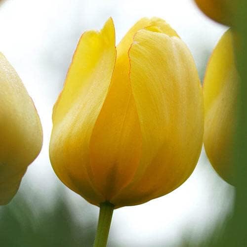BRECK'S - Sun Gold Jumbo Perennial Tulip Spring Flowering Bulbs - Golden Beauty adds Sunny Color to mid-Spring Gardens - 10 Bulbs per Offer