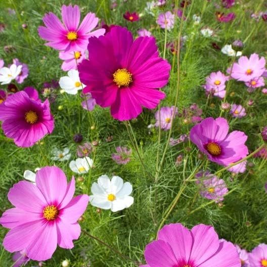 Eden Brothers Wild Cosmos Seeds - Sensation Mix