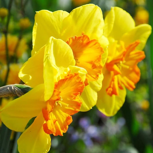 Fortissimo Daffodil Flower Bulbs - 5 Bulbs per Pack - Deer Resistant - Good as Cut Flowers - Naturalizing - Perennializing