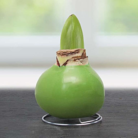 Lollipop Amoice Waxed Amaryllis Flower Bulb with Stand, No Water Needed
