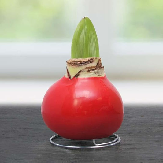 Red Waxed Amaryllis Flower Collection, No Water Needed (Pack of 3)