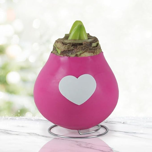 Tickled Pink Waxed Amaryllis Flower Bulb with Stand, No Water Needed