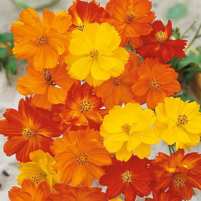 Eden Brothers Cosmos Seeds - Polidor Mix