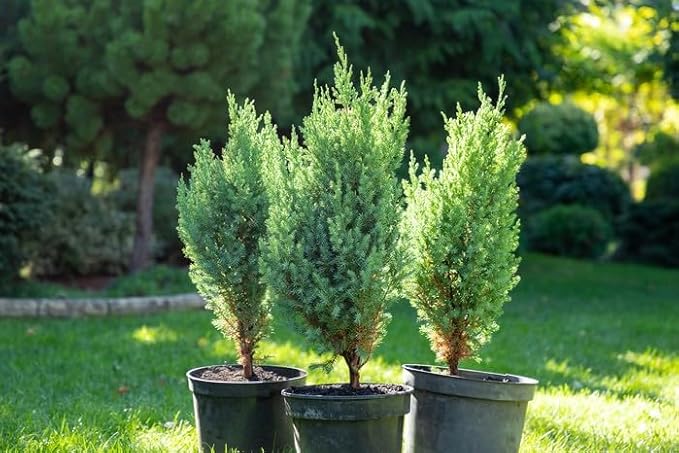 GARDENERA Premium Juniper Potting Soil Mix - Perfect Balance of Nutrients, Drainage, and Aeration for Healthy Juniper Trees - 3 Quart