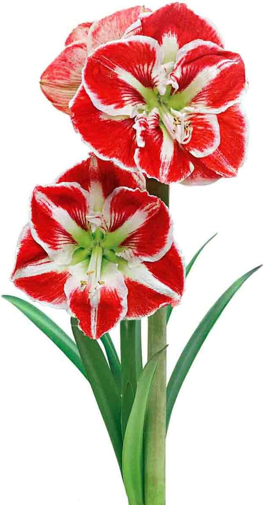 BRECK'S - Samba Red and White Flowering Amaryllis Bulb Gift Kit - One Dormant Bulb Pre-Planted in a Metallic Decorative Planter