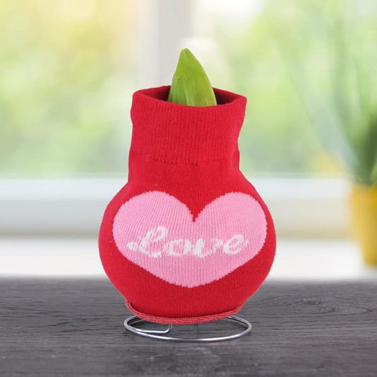 Loving Heart Sweater Amaryllis Flower Bulb with Stand, No Water Needed, Gift Ready