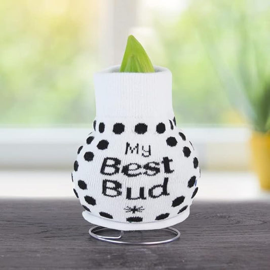 My Best Bud Sweater Amaryllis Flower Bulb with Stand, No Water Needed, Gift Ready