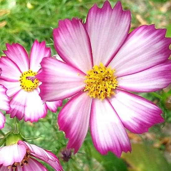 Eden Brothers Cosmos Seeds - Picotee