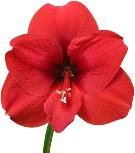 Red Amaryllis Wax Covered Bulb - Very Large Bulb - Red Lion 36 cm - 2-3 Stalks