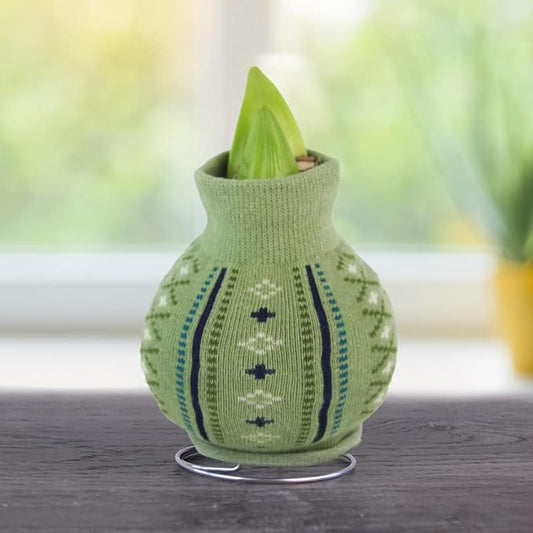 Cozy Sweater Amaryllis Flower Bulb with Stand, No Water Needed, Gift Ready