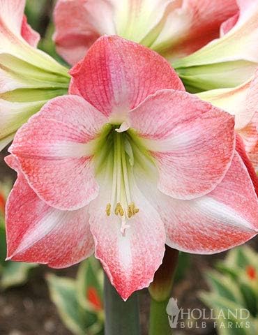 Premium Charming Amaryllis Gift Kit – Indoor Flower Bulb – Includes Red Metal Pot, Growing Medium & Instructions – Easy to Grow Winter Bloom Kit Box – Guaranteed to Bloom