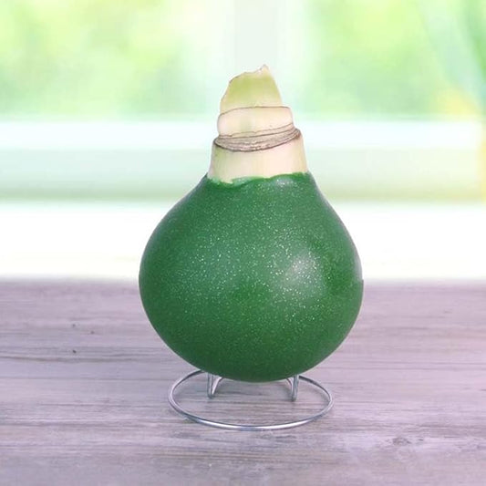 Blooming Fields Amoice Waxed Amaryllis Flower Bulb with Stand, No Water Needed