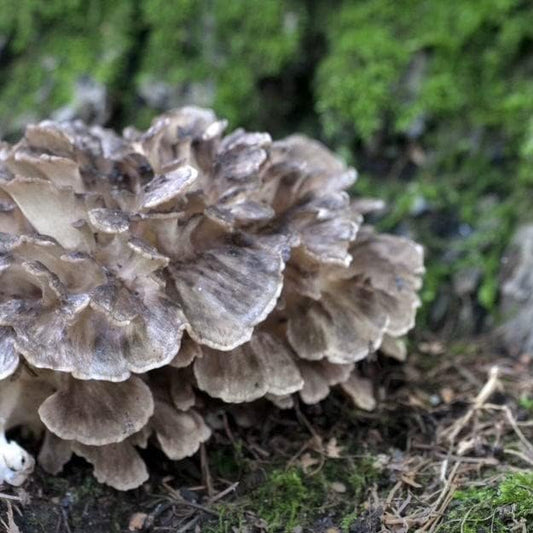 North Spore Organic Hen of The Woods (500 ct) Maitake Mushroom Plugs for Logs | Premium Quality Mushroom Plug Spawn | Handmade in Maine, USA | Grow Gourmet Mushrooms Outdoors | Grifola frondosa