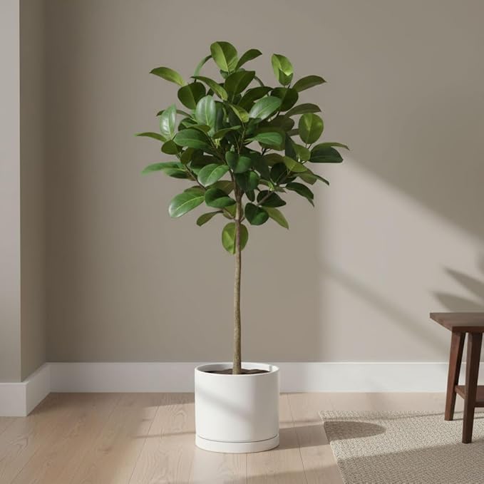 Aveyas 8 inch Ceramic Plant Pot with Drainage Hole and Saucer - Suitable for Indoor and Outdoor Use, Modern Planters for House Garden Flower Tree Snake Monstera Plants (8", Matte White)