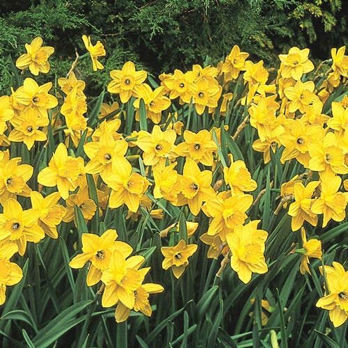 BRECK'S - Carlton Daffodil Dormant Spring Flowering Bulbs - 15 Bulbs per Offer
