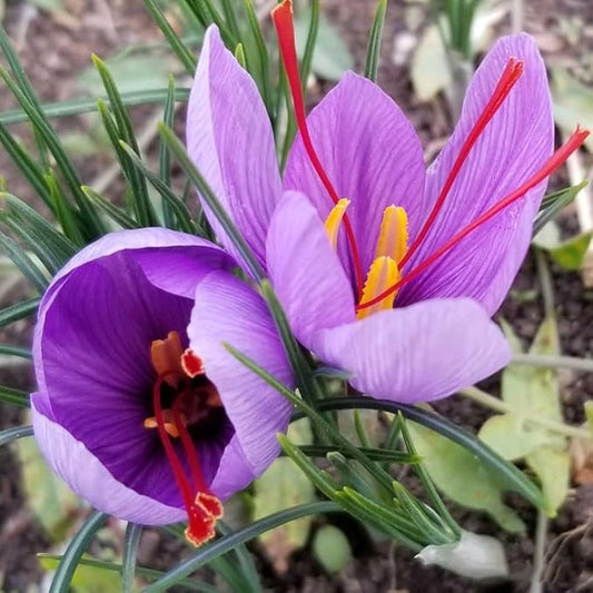 Saffron Crocus Bulbs Bulk - Long Lasting, Enhance Garden with Exquisite Flavor | Harvest Spice at Home - Low Maintenance & Easy to Grow (400 Pack)