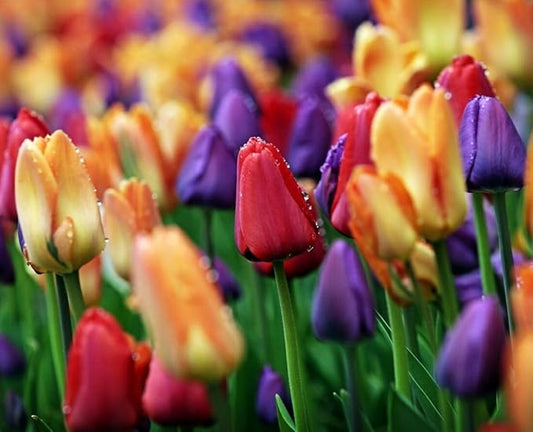 Mix Triumph Tulips 10 Bulbs for Fall Planting Colorful Flower Tulipa Darwin Hybrid Changing Colors Mixture Size 12+ 4 Varieties to Choose (Emperor Mixture, 10, Mix Color)