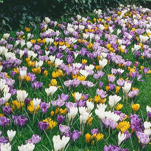 BRECK'S - Giant Naturalizing Crocus Dormant Spring Flowering Bulbs - 25 Bulbs per Offer