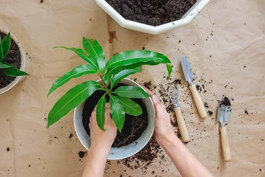 Gardenera Mango Tree Potting Mix - Unlock Robust Growth and Succulent Mangoes with Our High-Performance Formula - 20 Quart