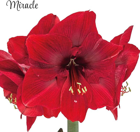 BRECK'S - Miracle Red Flowering Amaryllis Indoor Winter Flowering Gift Kit - Two dormant Bulbs pre-Planted in a Decorative Planter