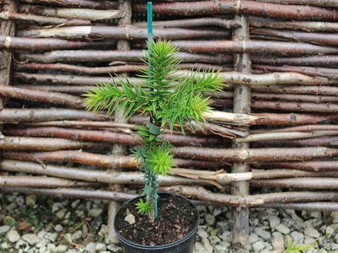 GARDENERA Premium Araucaria Potting Soil Mix - Perfect Balance of Nutrients, Drainage, and Aeration for Healthy Araucaria Trees - 5 Quart