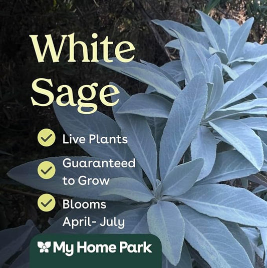 White Sage (Salvia apiana) - 6 Live Plants - Sacred California Native Bee Sage with Fragrant Silver Leaves – Drought-Tolerant, Pollinator Friendly, Deer Resistant, Full Sun Garden Shrub