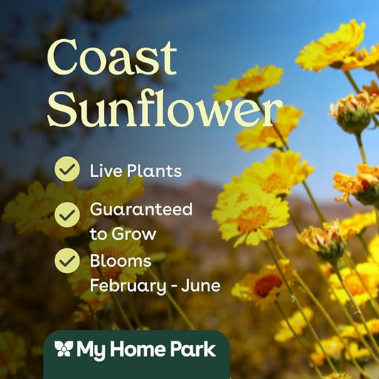 3 Coast Sunflower (Encelia californica) Outdoor Native Plant Plugs in Individual pots, Direct from Grower, no neonicotinoids, Supports pollinators