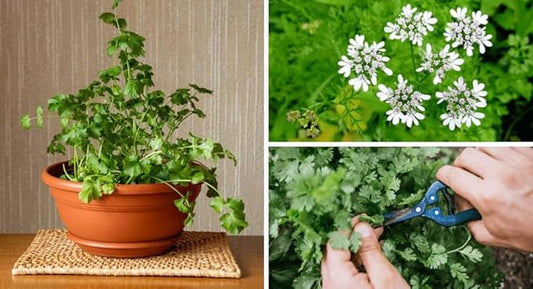 GARDENERA Cilantro Plant Potting Soil - Enhance Flavor and Health with Professional Grade Nutrient-Rich Mix - 3 Quart