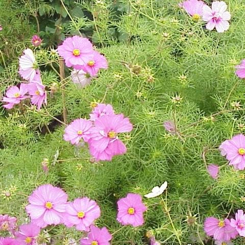 Eden Brothers Cosmos Seeds - Pinkie