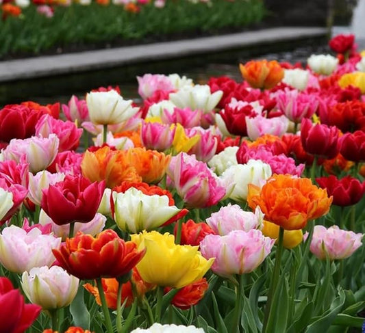 30pcs Mixed Double Late Tulip Bulbs Mixed Color Collection Fall Planting Tulip Bulbs Spring Blooms