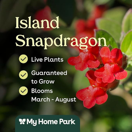 6 Island Snapdragon (Galvezia speciosa) Outdoor Native Plant Plugs in Individual pots, Direct from Grower, no neonicotinoids, Supports pollinators