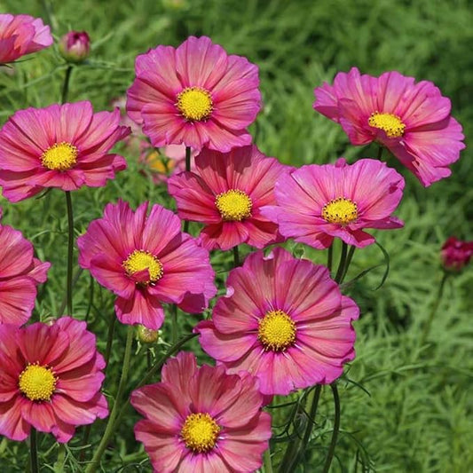 Eden Brothers Cosmos Seeds - Xsenia