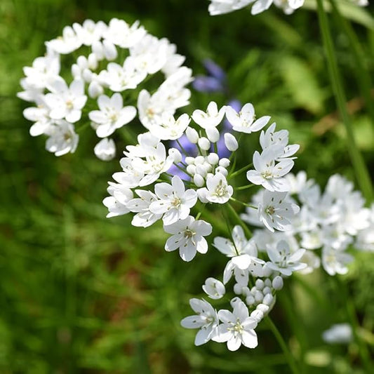 White Allium neapolitanum Flower Bulbs - 25 Bulbs per Pack - Pleasantly Scented - Attracts Butterflies and Hummingbirds - Deer Resistant - Good as Cut Flowers - Perennializing - Grow Live Plants