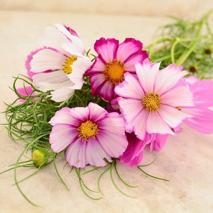 Eden Brothers Cosmos Seeds - Candystripe