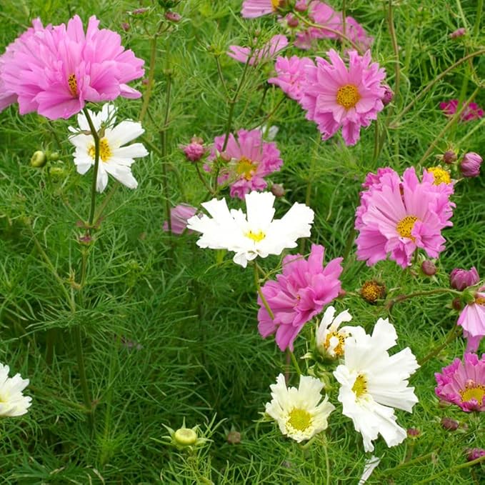 Eden Brothers Cosmos Seeds - Psyche Mix