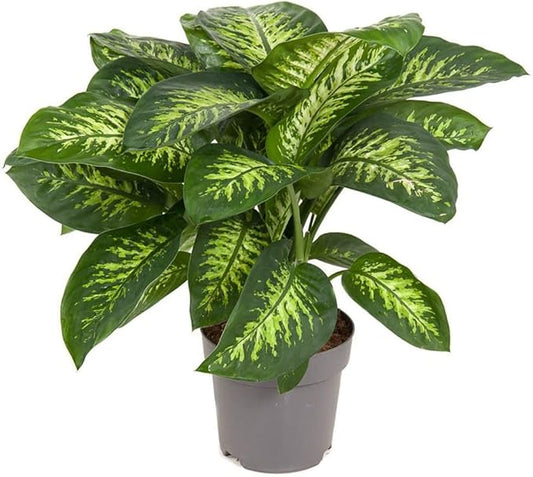 Gardenera Premium Dumb Cane Potting Soil Mix - Ideal Blend for Growing Robust and Healthy Dumb Cane Plants - 20 Quart