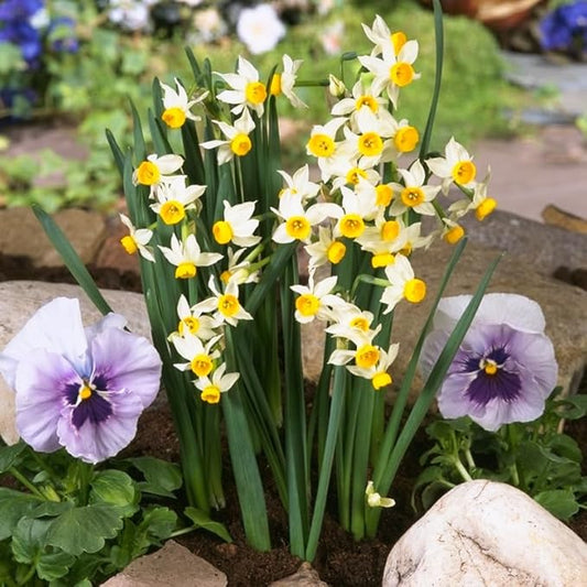 Canaliculatus Daffodil Flower Bulbs Jumbo Pack - 50 Bulbs per Pack - Deer Resistant - Good as Cut Flowers - Good for Indoor Forcing - Grows Well in Containers - Naturalizing - Perennializing
