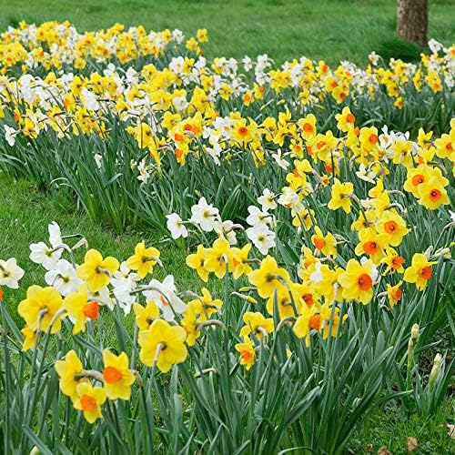 Bulk Mixed Daffodils Flower Bulbs - 250 Bulbs per Pack - Deer Resistant - Good as Cut Flowers - Naturalizing - Perennializing - Easy to Grow Live Plants - Outdoor Garden