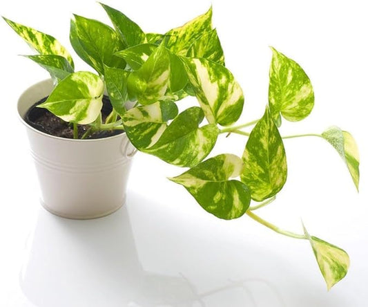Gardenera Premium Epipremnum Plant Potting Mix - Crafted for Lush Growth and Vibrant Foliage - 1 Quart