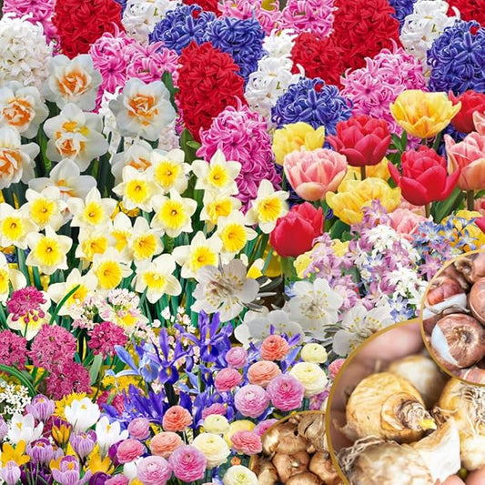 Flower Bulbs for Fall Planting, Top-Size Bulbs with 5 Varieties for Colorful Spring Blooms, Continuous 50 Days of Colorful Blooms (Mixed Flower Bulbs)