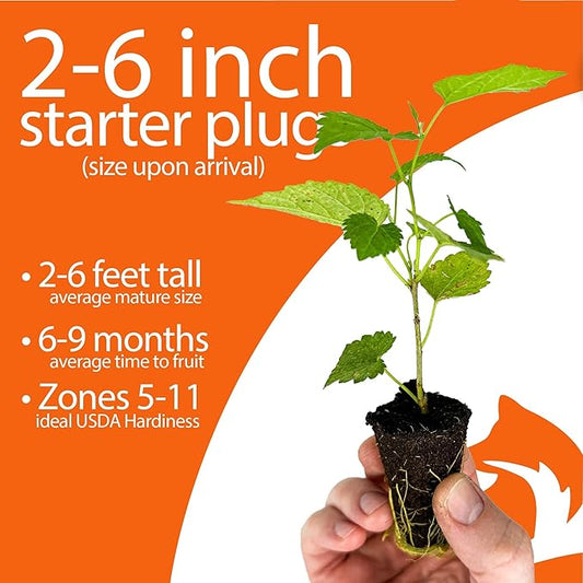 4-Pack of Fruiting Starter Plant Plugs by Foxtown Farms (Dwarf Mulberry (4-Pack))