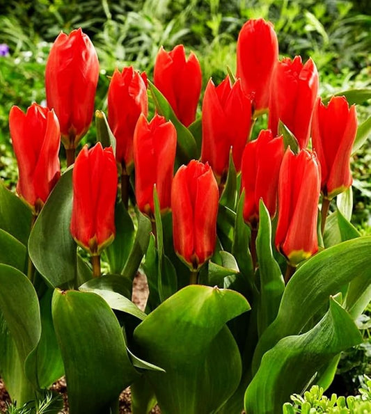 Mix Triumph Tulips 10 Bulbs for Fall Planting Colorful Flower Tulipa Darwin Hybrid Changing Colors Mixture Size 12+ 4 Varieties to Choose (Red Emperor, 10, Mix Color)