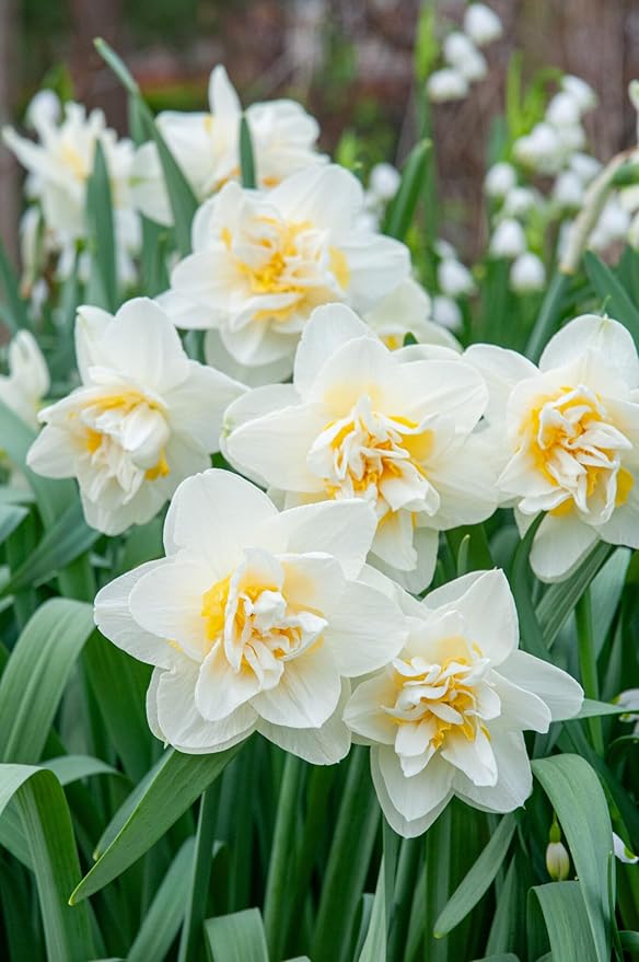 20 Daffodil Bulbs for Fall Planting, Spring-Blooming Narcissus Bulbs, Bulk Top Size Bulbs for Gardens, Borders and Flowerbeds Planting (Double Daffodil Bulbs)