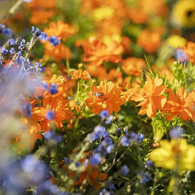 Eden Brothers Sulphur Cosmos Seeds - Crest Orange
