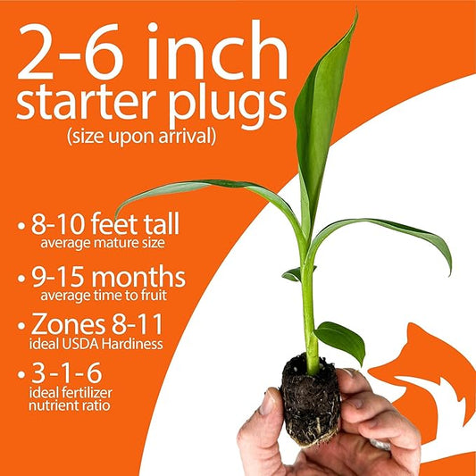 4-Pack of Fruiting Starter Plant Plugs by Foxtown Farms (Dwarf Cavendish Banana (4-Pack))
