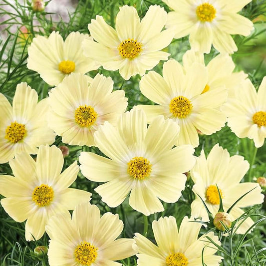 Eden Brothers Cosmos Seeds - Lemonade