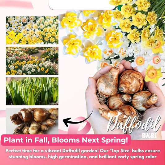 20 Daffodil Bulbs for Fall Planting, Spring-Blooming Narcissus Bulbs, Bulk Top Size Bulbs for Gardens, Borders and Flowerbeds Planting (Mixed Daffodil Bulbs)